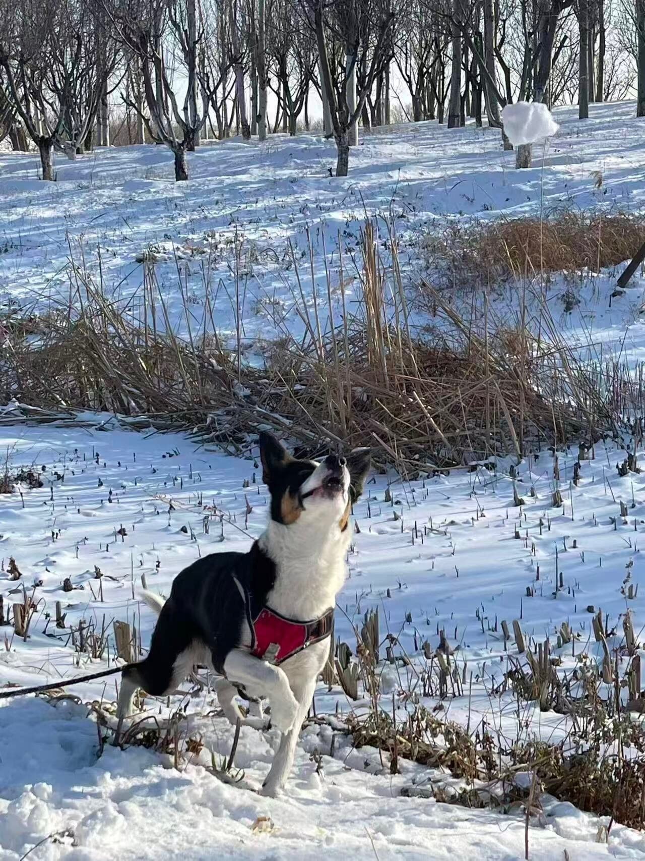 Dog standing in a snowy field